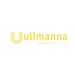 Ullmanna